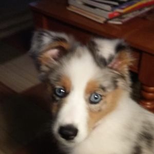 Meet your Posher, Paula